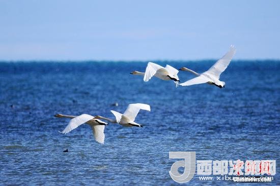 資料圖:青海湖。 楊濤 攝 點(diǎn)擊進(jìn)入下一頁