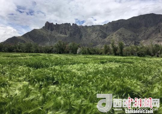 2017年西藏青稞總產(chǎn)量達(dá)到79萬(wàn)噸，占糧食總產(chǎn)量的77%。圖為西藏青稞?！⊥跤窳?攝