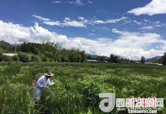 西藏與9家國(guó)家重點(diǎn)實(shí)驗(yàn)室合力促青稞增產(chǎn)、牦牛育肥