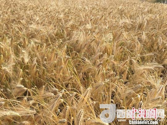 2017年西藏青稞種植面積達(dá)210多萬(wàn)畝，占糧食播種面積的75%。圖為成熟期的青稞?！⊥跤窳?攝