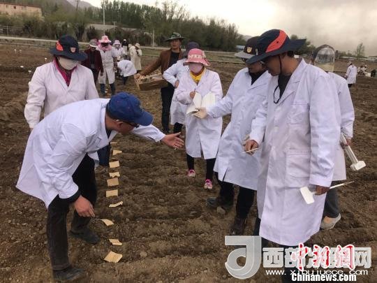 圖為研究員實(shí)地調(diào)研青稞生長(zhǎng)土壤?！⊥跤窳?攝