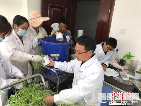 圖為研究員正在調(diào)查青稞感染白粉病情況?！⊥跤窳?攝