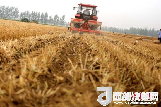 資料圖：收割機進行機械化收割。<a target='_blank'  data-cke-saved- >中新社</a>記者 王中舉 攝