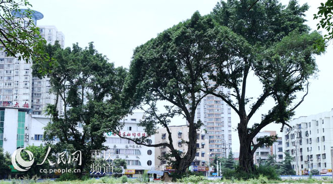 黃桷樹廣場正在建設(shè)中。王嫚 攝