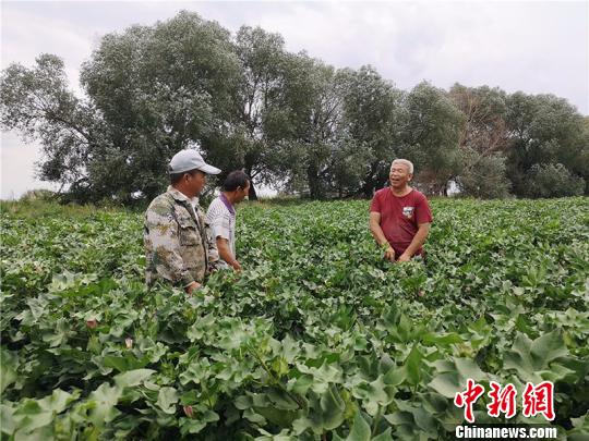 遠改忠在棉花地里為連隊職工分享種植經(jīng)驗?！“叉陆?攝
