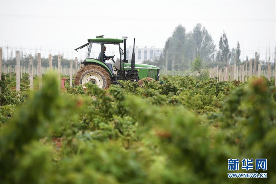 （壯麗70年·奮斗新時(shí)代——共和國(guó)發(fā)展成就巡禮·圖文互動(dòng)）（10）生態(tài)美、百姓富——品讀嶄新“寧夏畫(huà)卷”