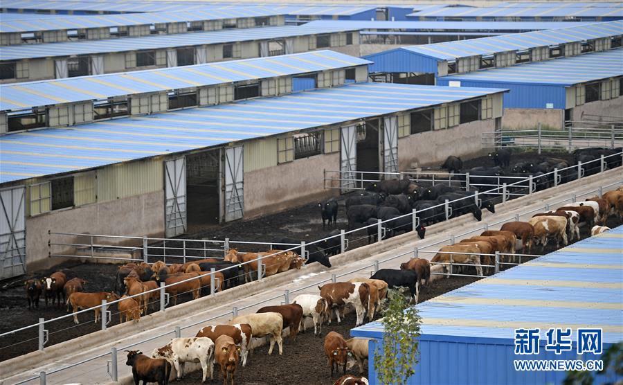 （壯麗70年·奮斗新時(shí)代——共和國(guó)發(fā)展成就巡禮·圖文互動(dòng)）（11）生態(tài)美、百姓富——品讀嶄新“寧夏畫(huà)卷”