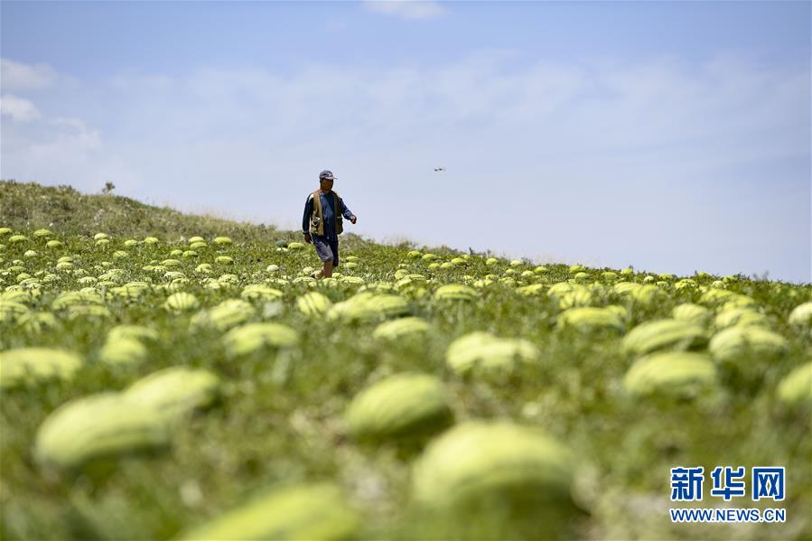 （壯麗70年·奮斗新時(shí)代——共和國(guó)發(fā)展成就巡禮·圖文互動(dòng)）（4）生態(tài)美、百姓富——品讀嶄新“寧夏畫(huà)卷”