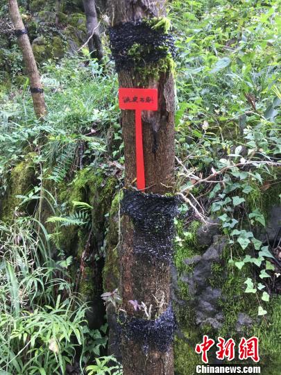 貴州同威生物科技有限公司鐵皮石斛種植?！≈軏?攝
