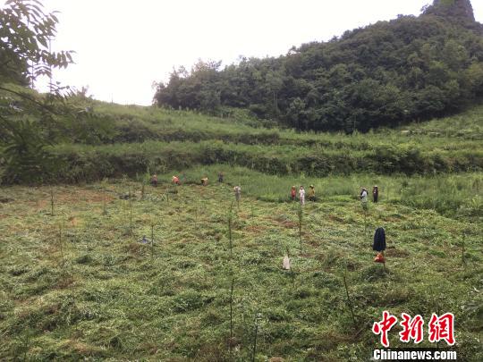 貴州同威生物科技有限公司天麻種植基地?！≈軏?攝