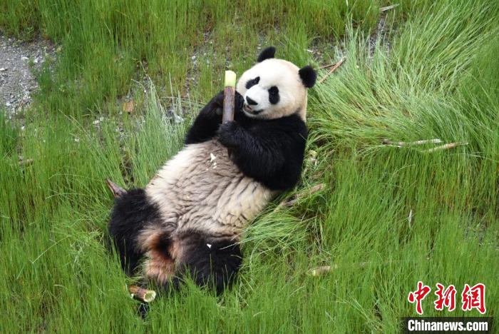 九寨溝熊貓園里的大熊貓?！【耪瘻峡h委宣傳部提供 攝